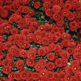 thumbnail for publication: Dendranthema x grandiflora Garden Mum, Garden Chrysanthemum